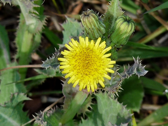{Sonchus asper}
